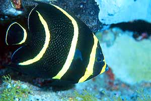 A juevnile French Angelfish at Stetson Bank.