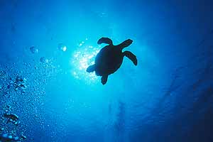 Turtle silhouette