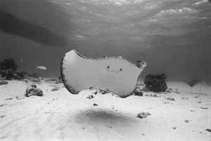 Stingray City