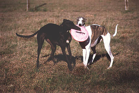Nutter and Butler wrestle for a disc (46908 bytes)