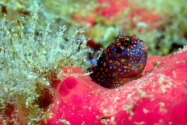 Barnacle Blennies