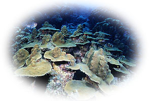 plate-coral.jpg (26795 bytes)