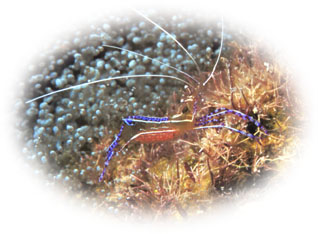 shrimp.jpg (28536 bytes)