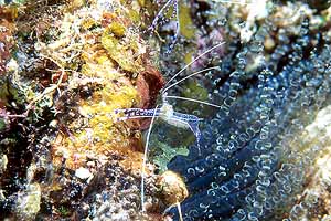 One of the many pederson cleaner shrimp we saw.
