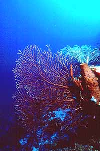 One of the many deepwater sea fans at Over Heat.
